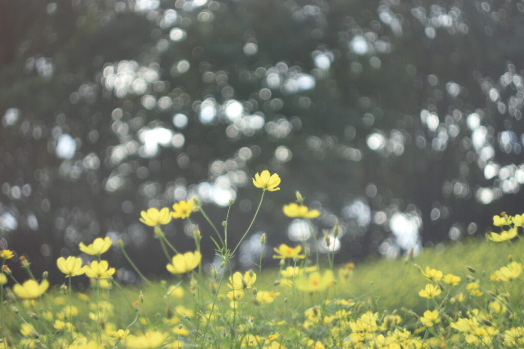 昭和記念公園の木漏れ日の中のキバナコスモス