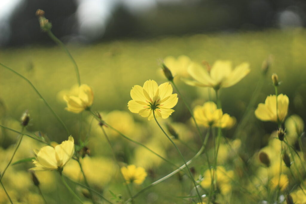 昭和記念公園のキバナコスモスのアップ