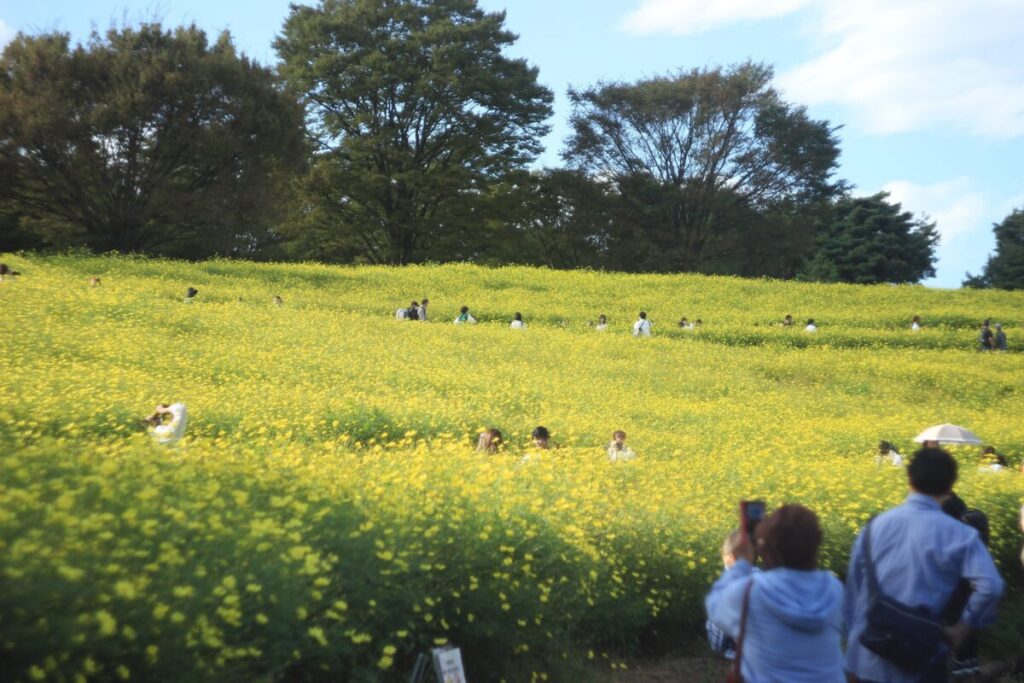 昭和記念公園のキバナコスモスの様子