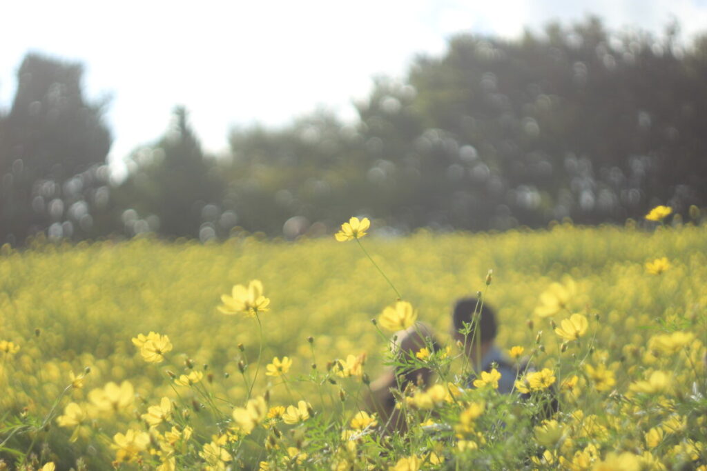 昭和記念公園の柔らかな光の中のキバナコスモス
