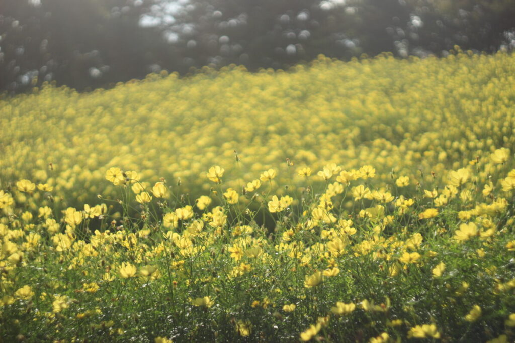 昭和記念公園のキバナコスモスの群生