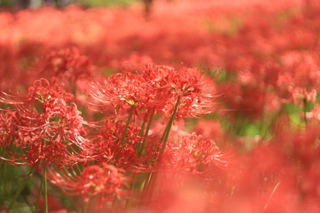 巾着田の曼殊沙華