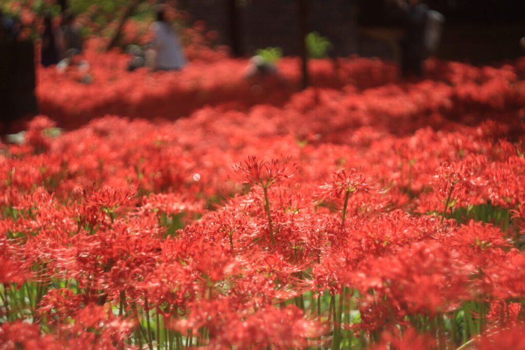巾着田の曼殊沙華下流エリア