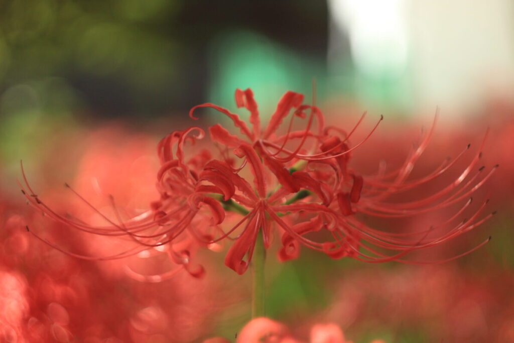 巾着田の曼殊沙華のアップ