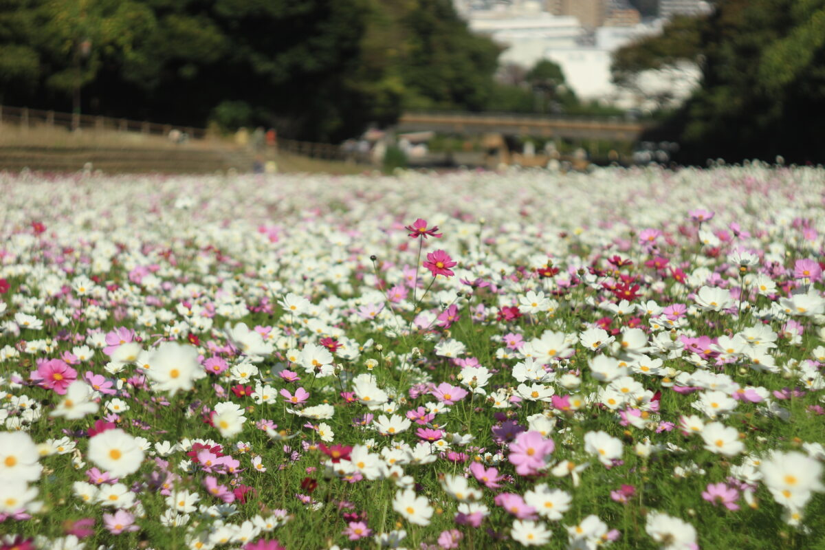 くりはま花の国のコスモス12