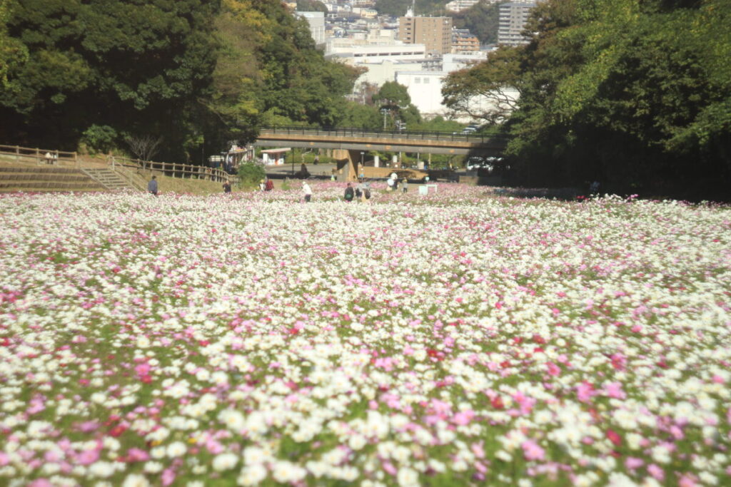 くりはま花の国のコスモス 上からの景色