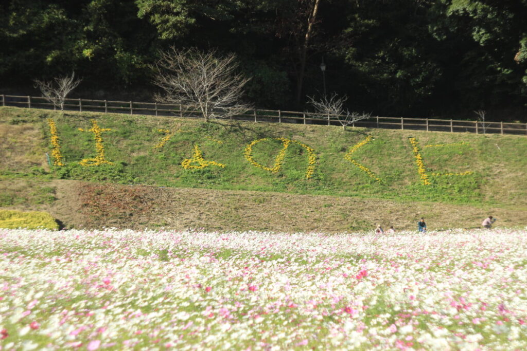 くりはま花の国のコスモス9