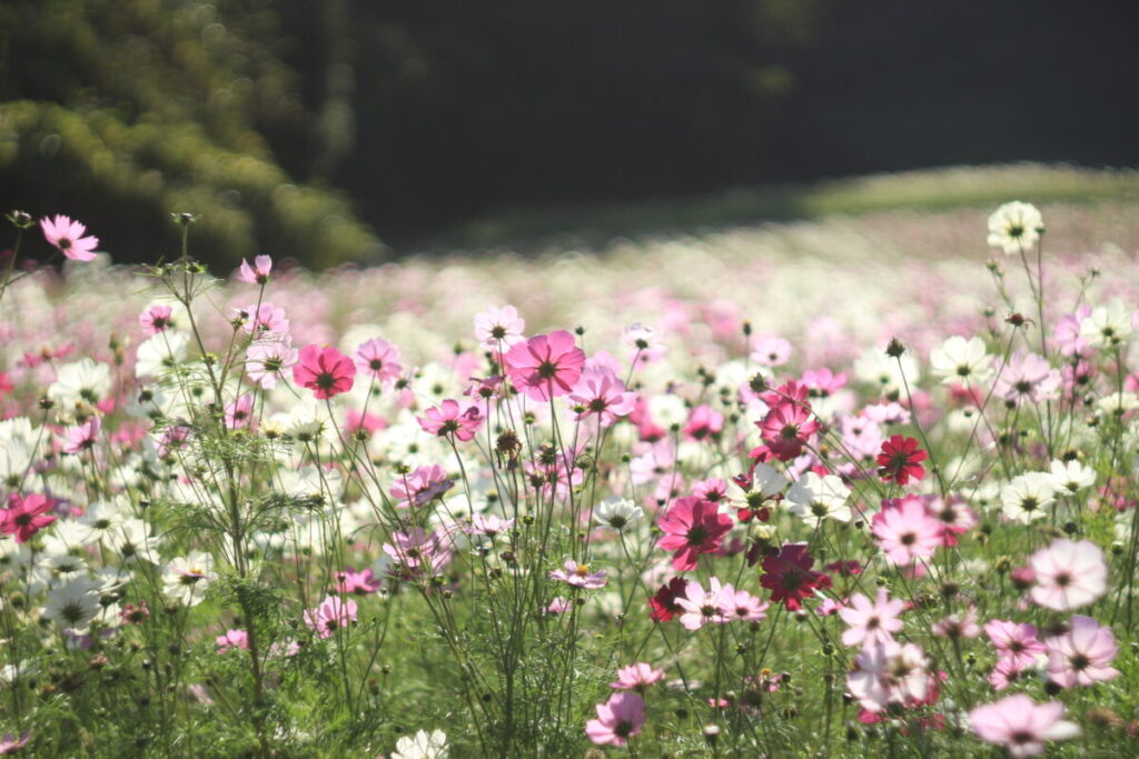 くりはま花の国のコスモス5