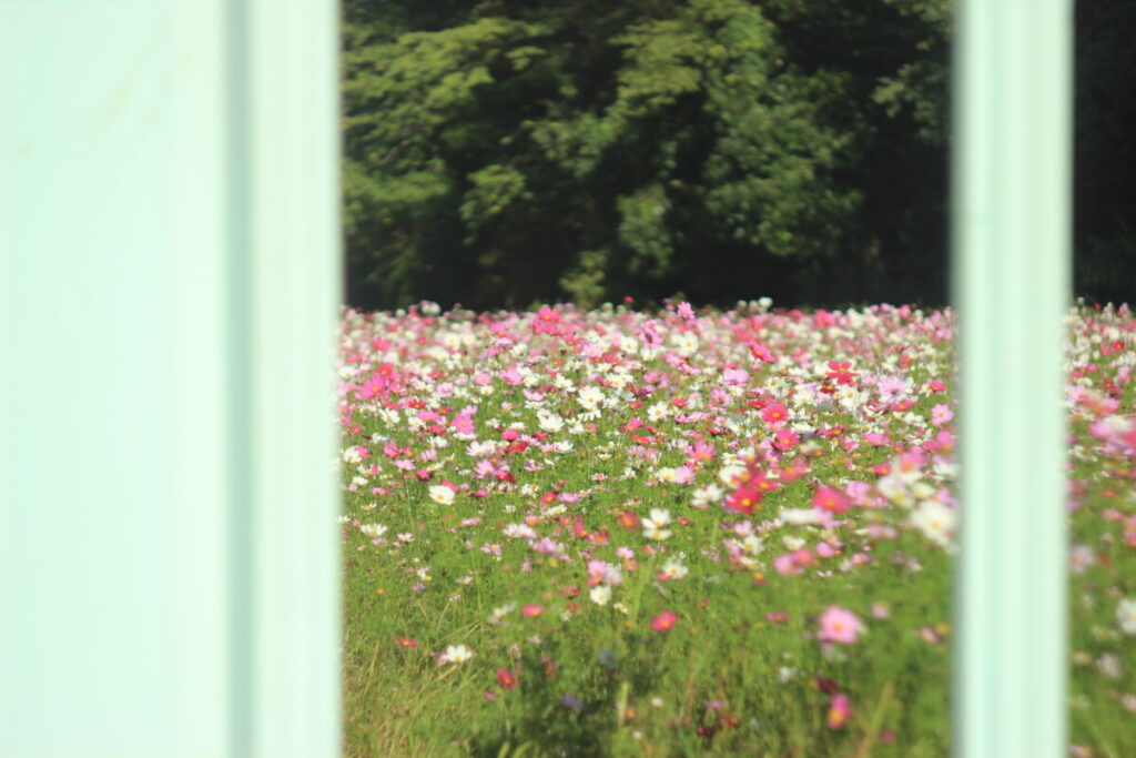 くりはま花の国 どこでもドアの先