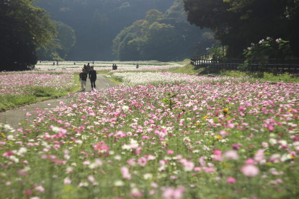 くりはま花の国のコスモス4