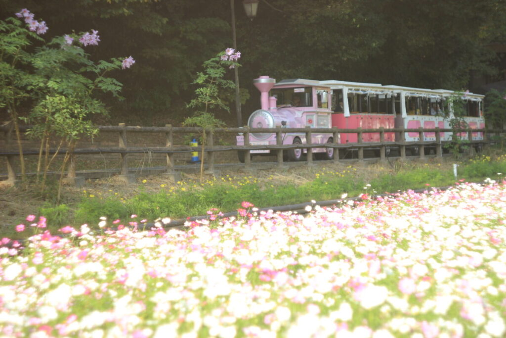くりはま花の国のフラワートレイン