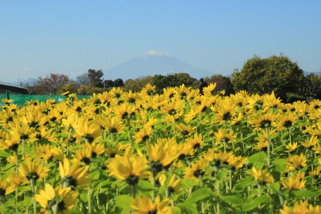 富士山とひまわり