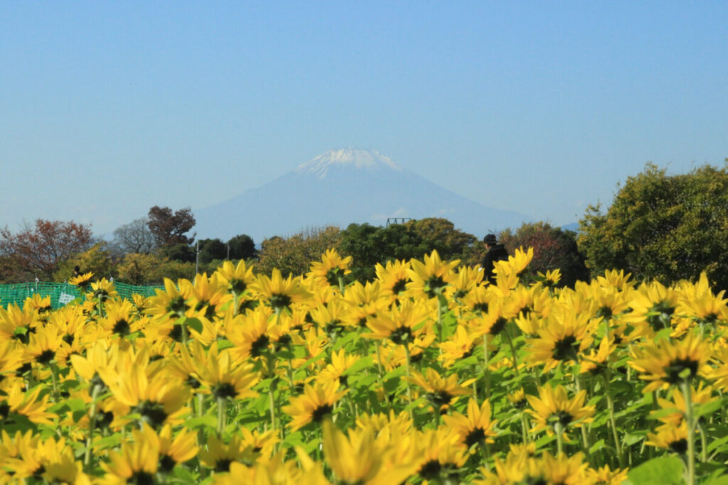 さむかわ冬のひまわりと富士山