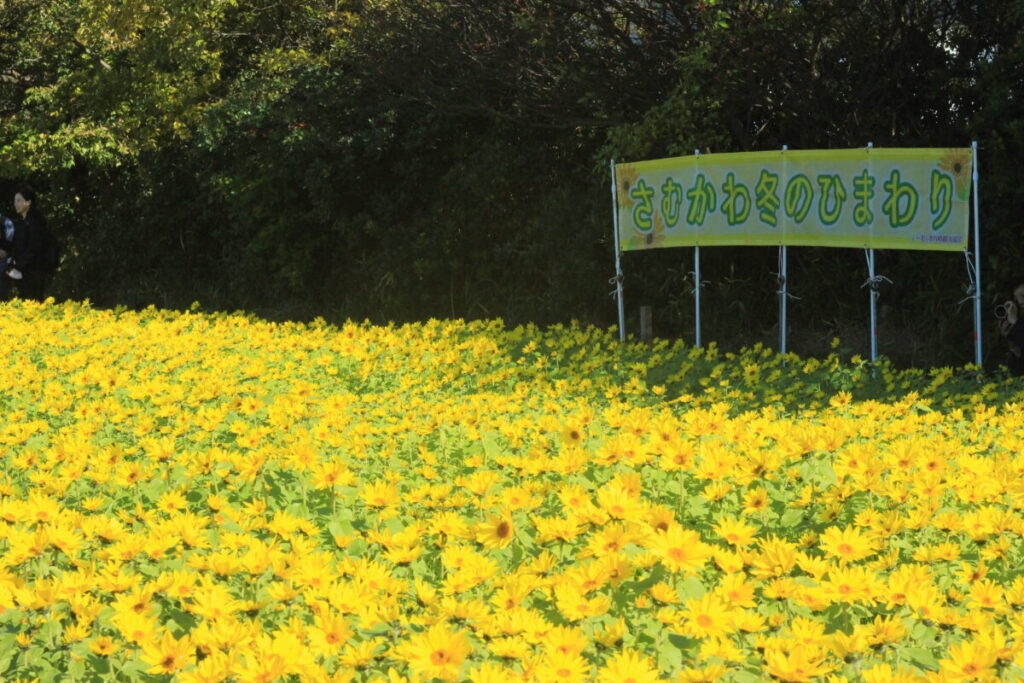 川とのふれあい公園の冬のひまわり
