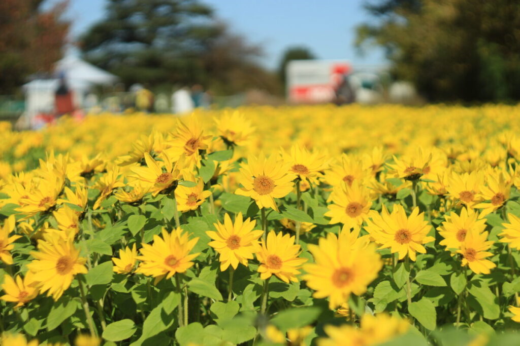 さむかわ冬のひまわり川とのふれあい公園