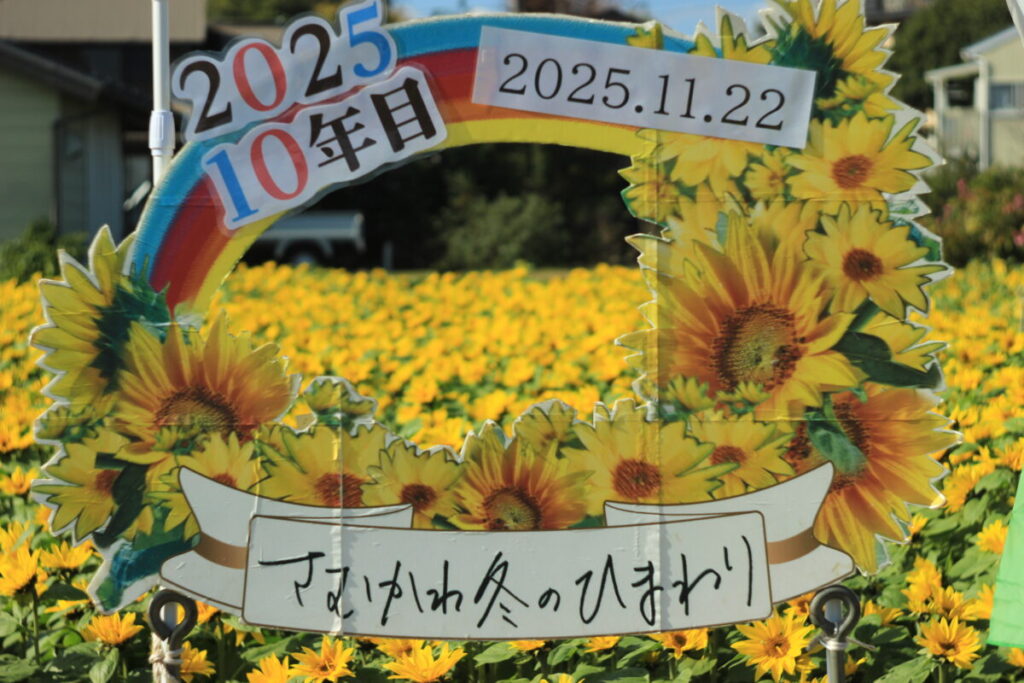 さむかわ冬のひまわり4