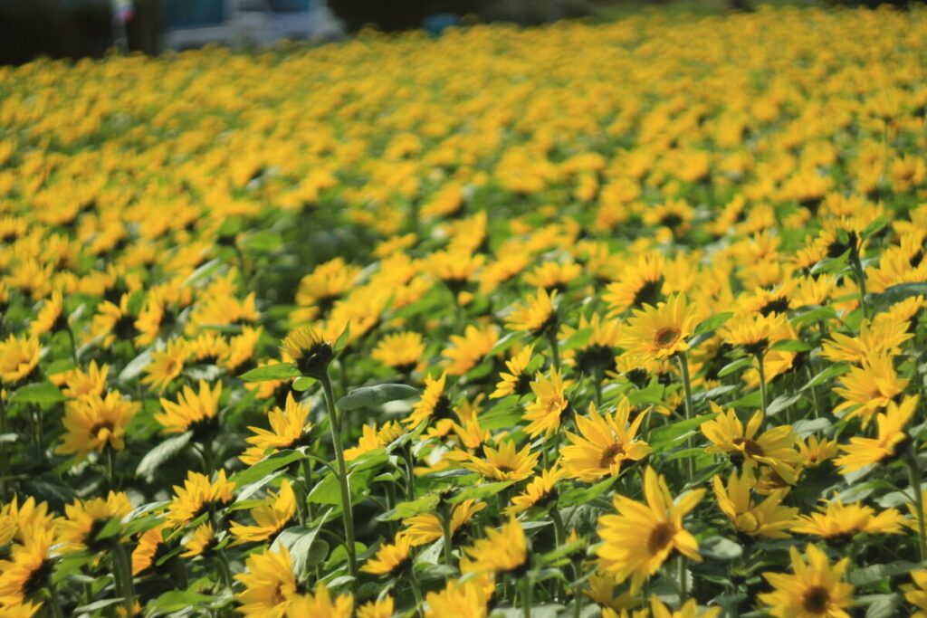さむかわ冬のひまわり3