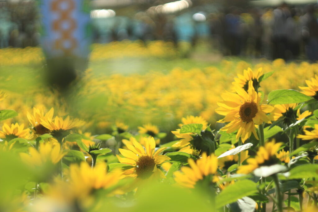 さむかわ冬のひまわり2