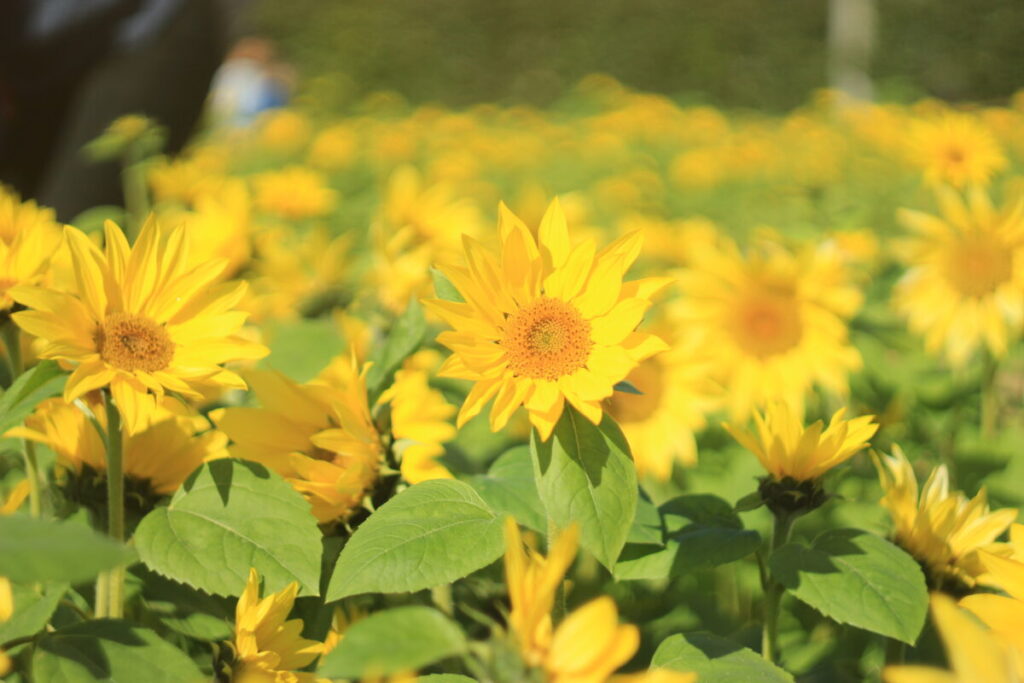 さむかわ冬のひまわり