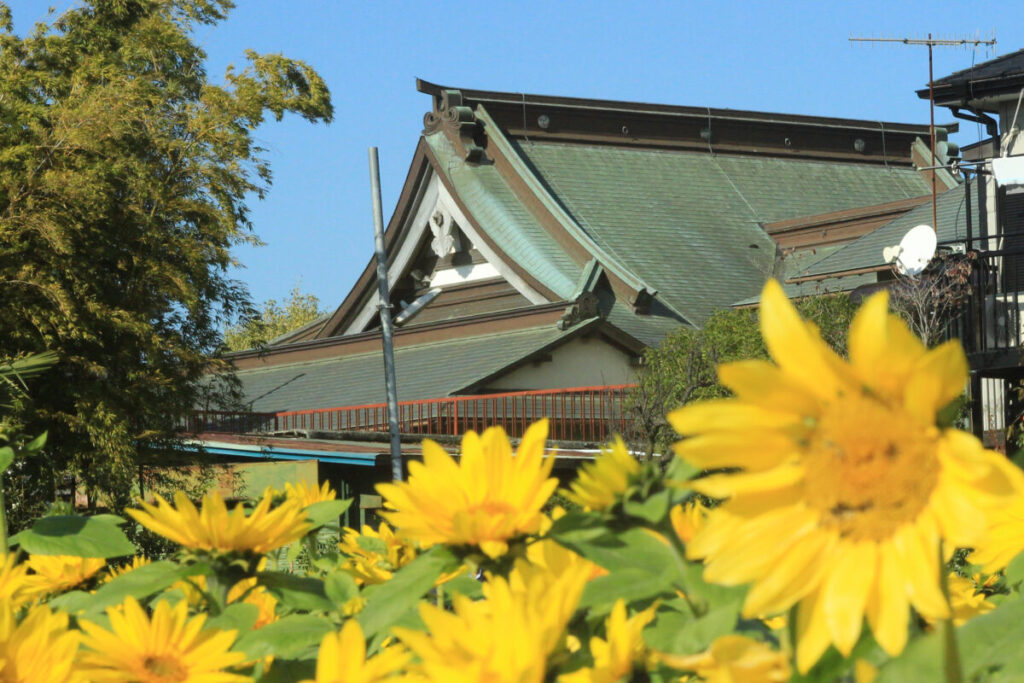 寒川神社とひまわり