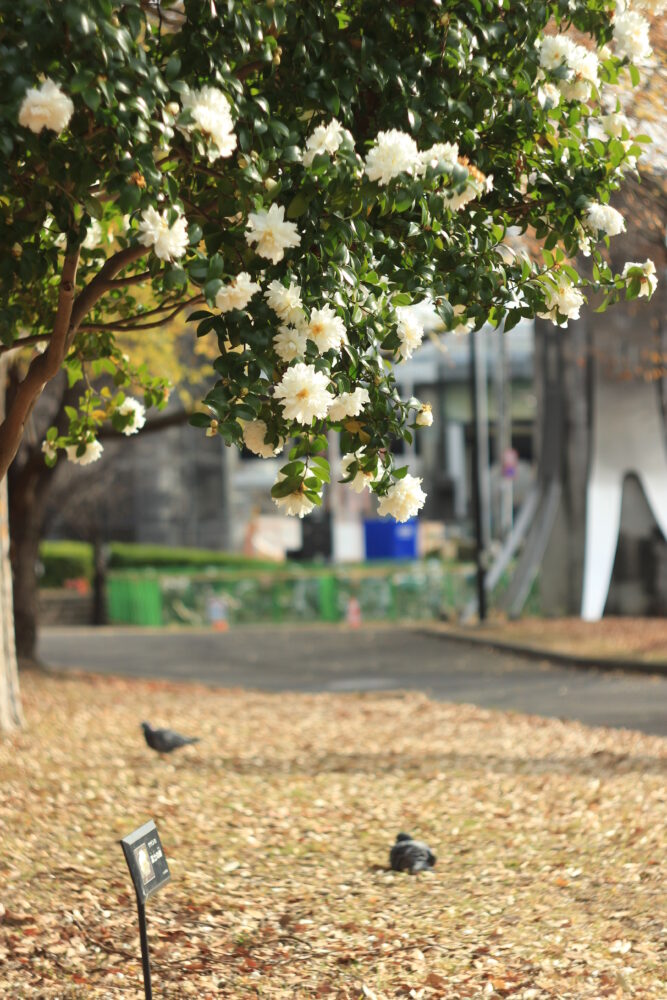 亀戸中央公園B地区のサザンカ