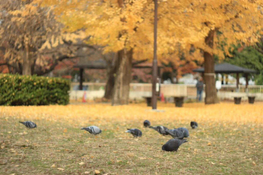 亀戸中央公園のハト