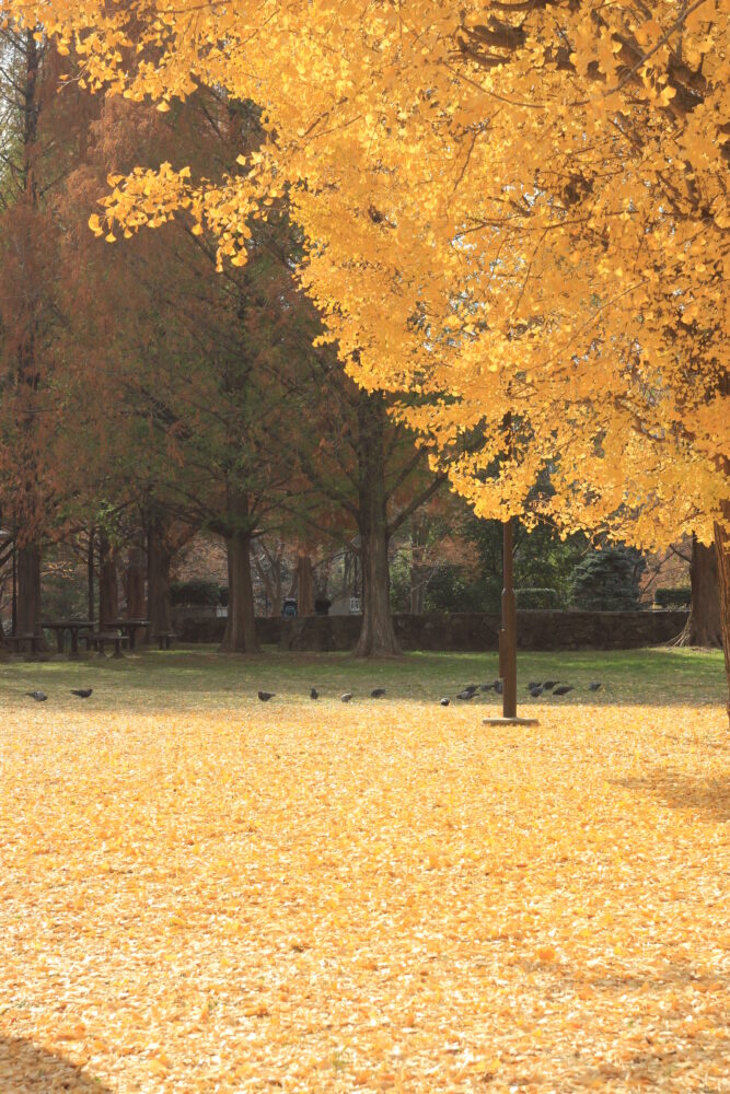 亀戸中央公園のイチョウ