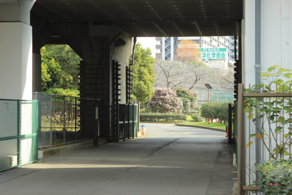 亀戸中央公園のサザンカ5