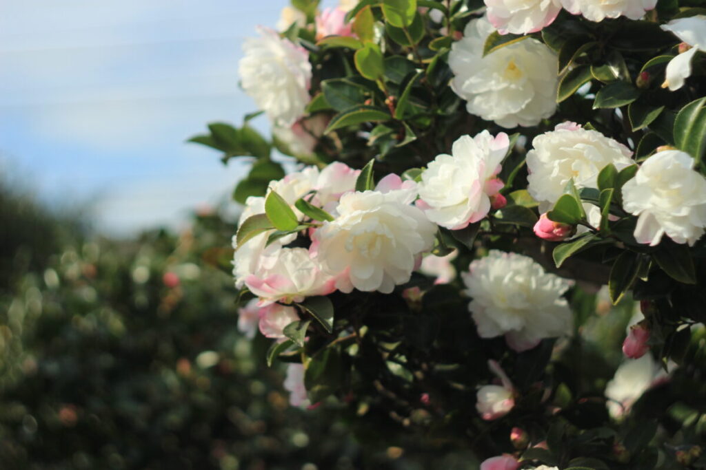 亀戸中央公園C地区のサザンカ13
