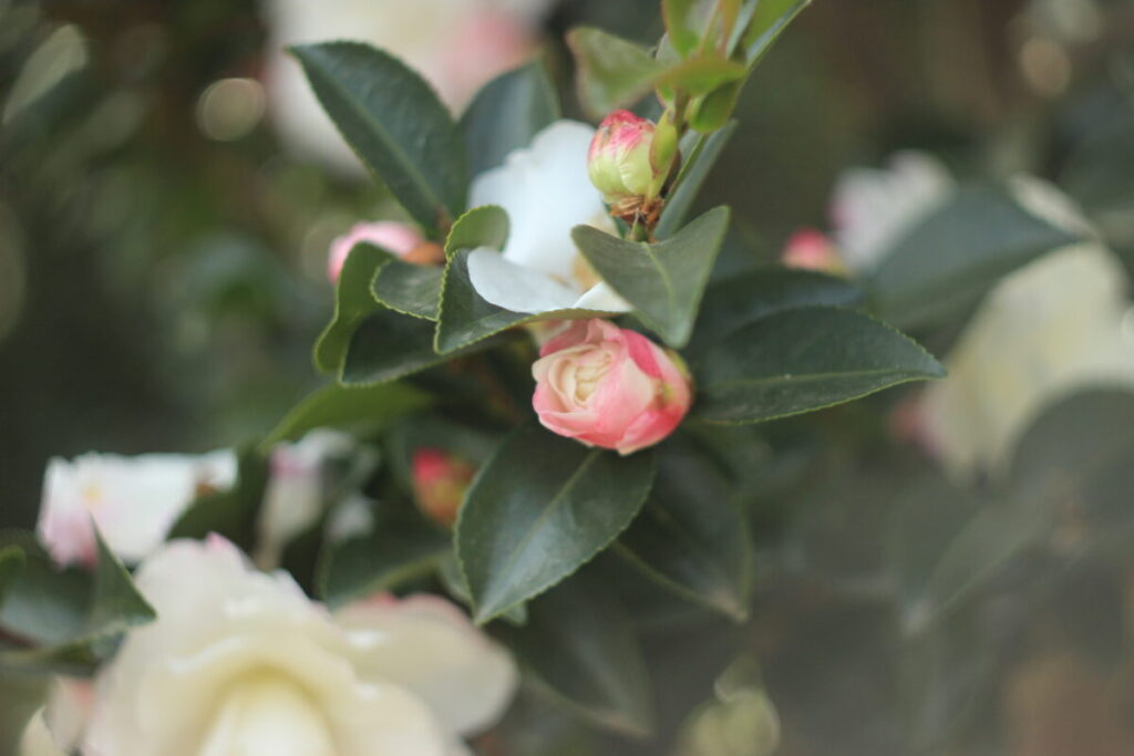 亀戸中央公園C地区のサザンカ12