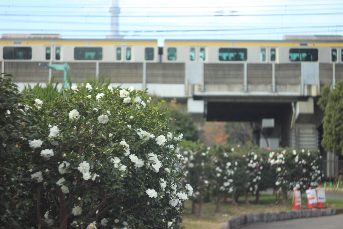 亀戸中央公園C地区のサザンカ5