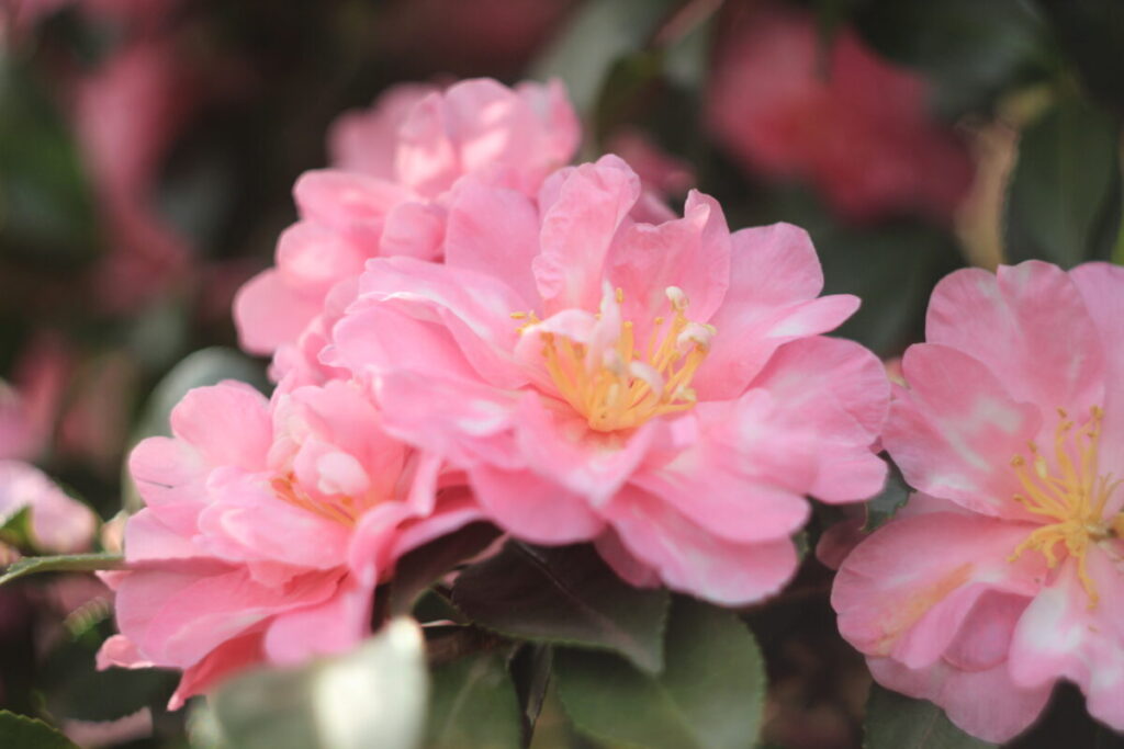 亀戸中央公園のサザンカ2