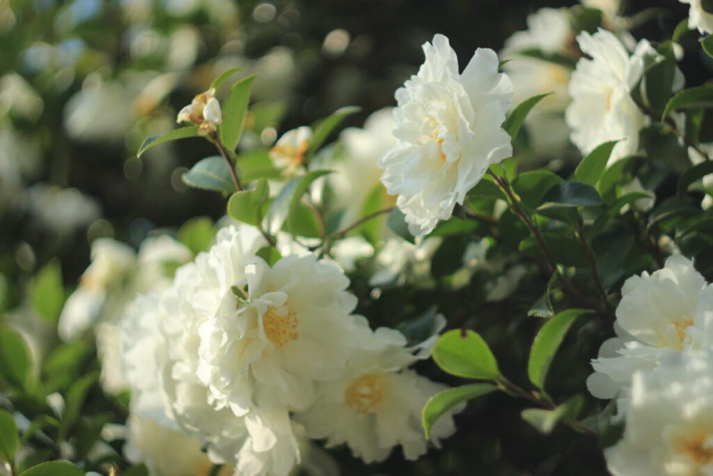 亀戸中央公園C地区のサザンカ9