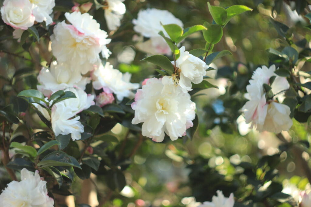 亀戸中央公園のサザンカ3