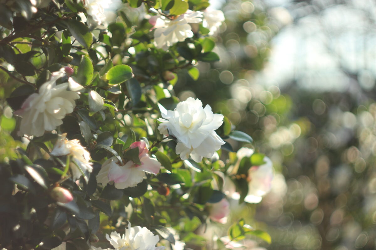 亀戸中央公園のサザンカ1