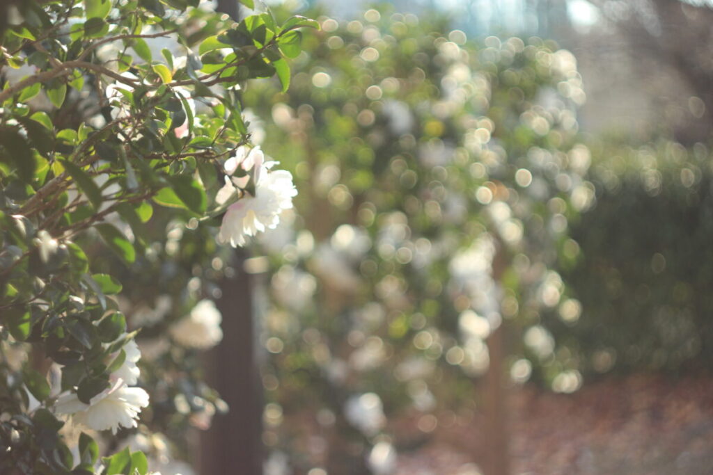 亀戸中央公園C地区のサザンカ11