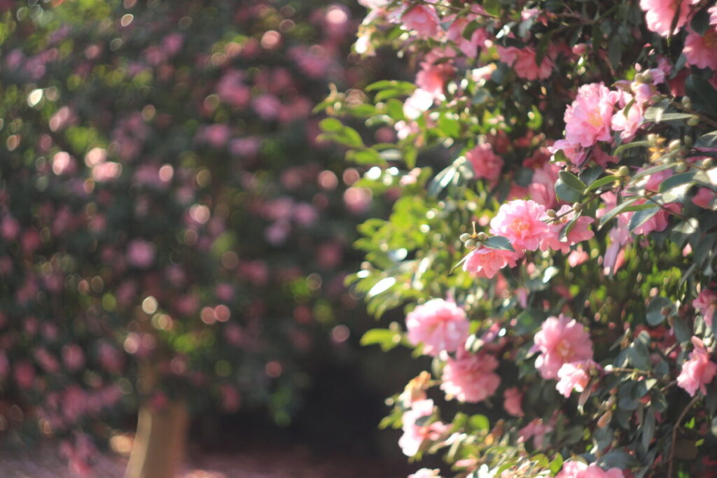 亀戸中央公園C地区のサザンカ10