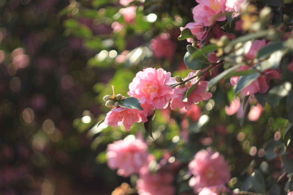 亀戸中央公園C地区のサザンカ