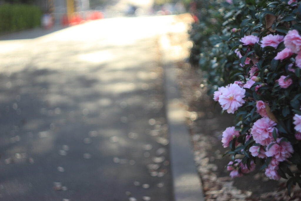 亀戸中央公園のサザンカ6