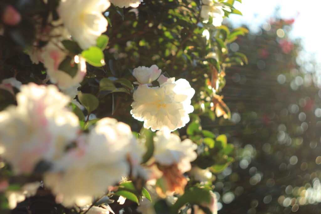 亀戸中央公園C地区のサザンカ8