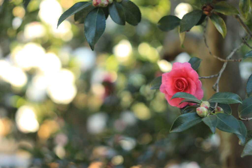 亀戸中央公園C地区のサザンカ6