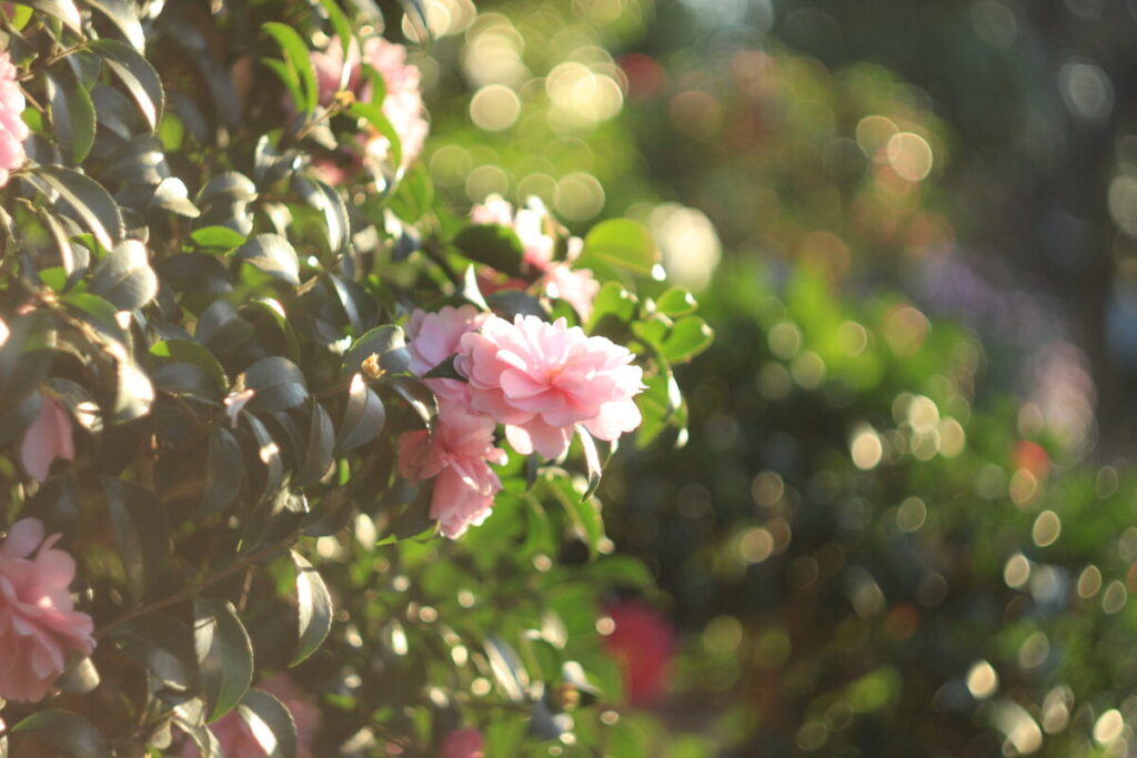 亀戸中央公園C地区のサザンカ4