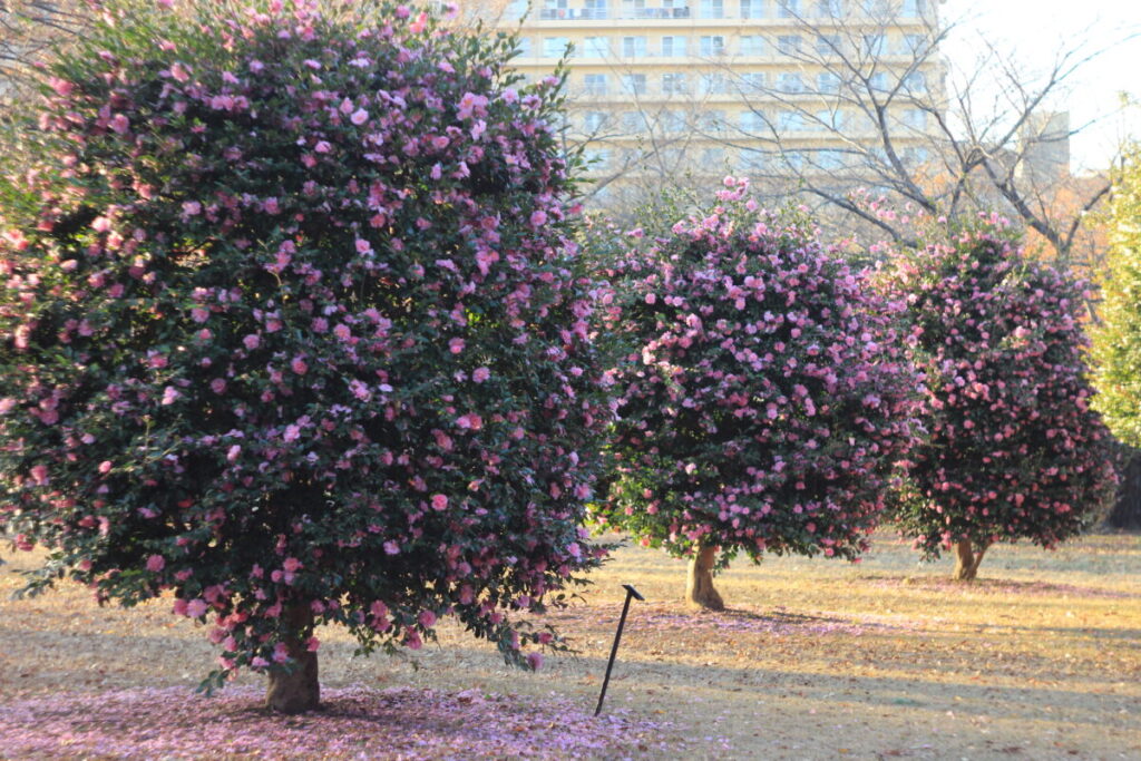 亀戸中央公園B地区のサザンカ2