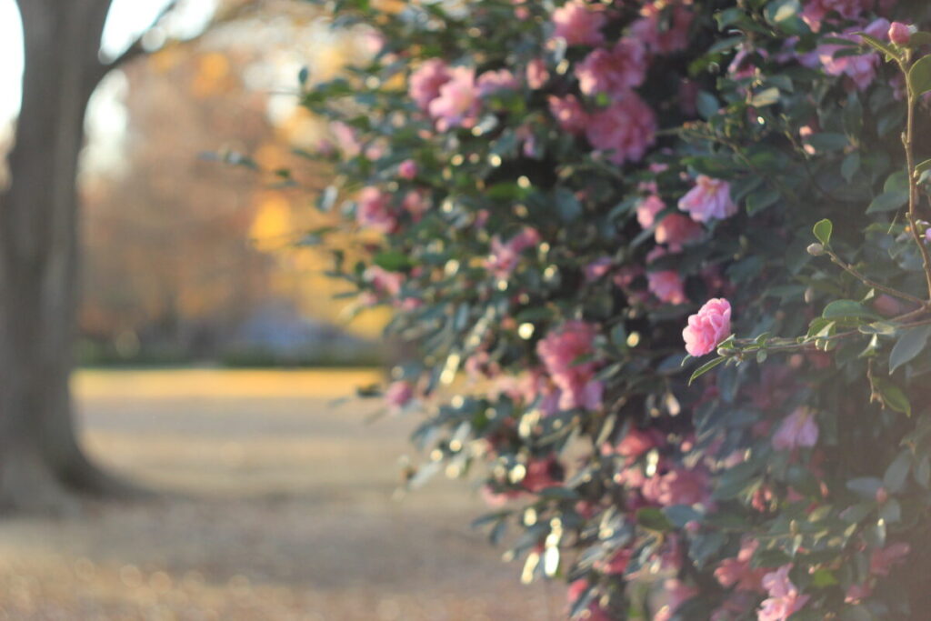 亀戸中央公園C地区のサザンカ7
